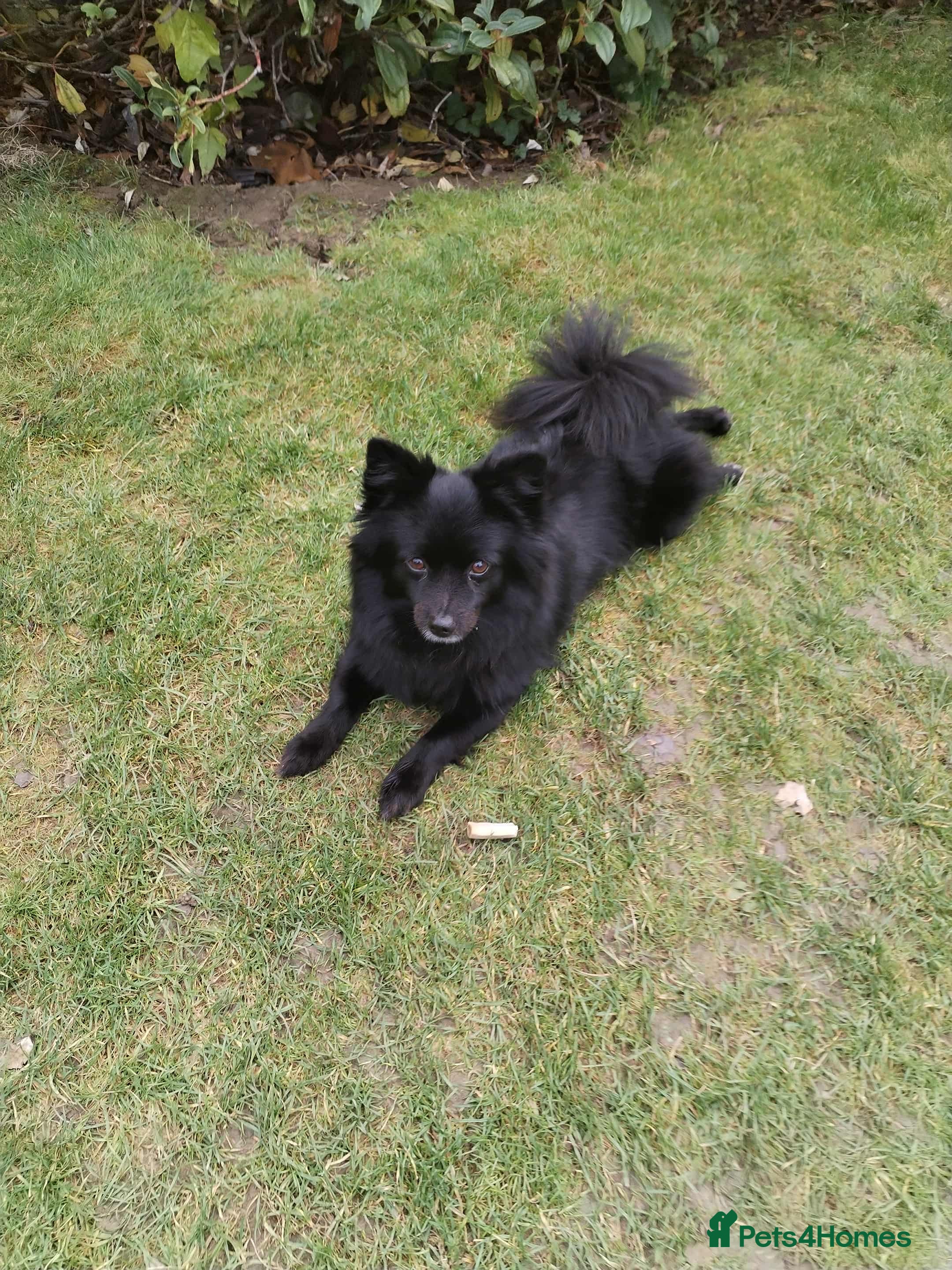 Pomeranian dogs Black Female Pomeranian ready to collect - Advert 1