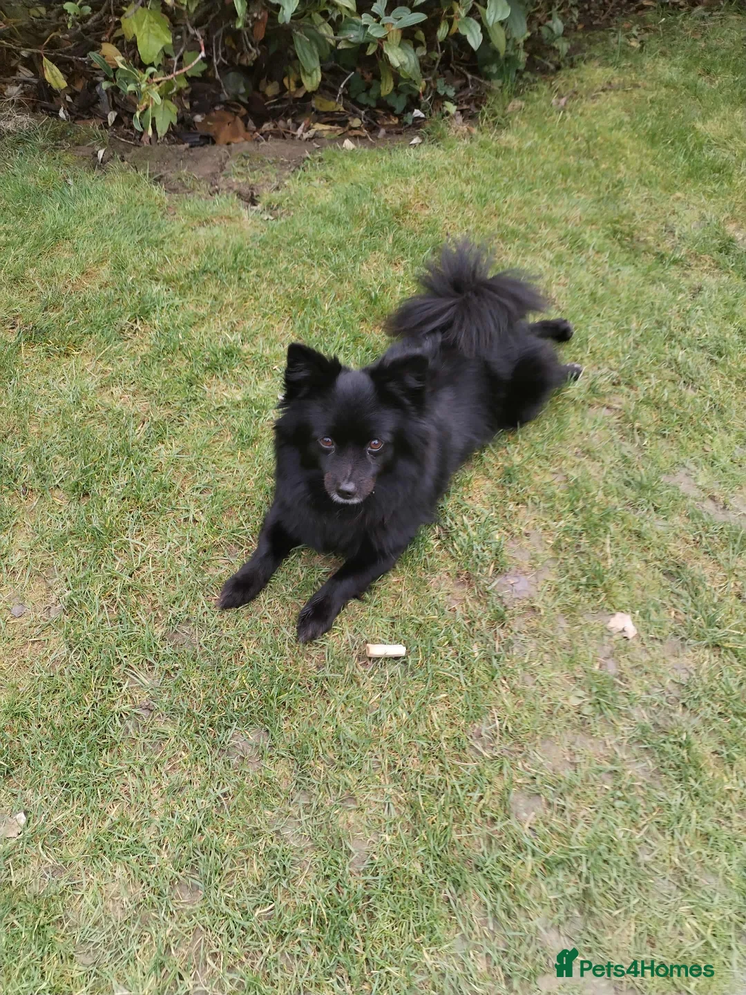 Pomeranian dogs for sale: Black Female Pomeranian ready to collect - Advert 1