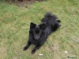 Pomeranian dogs Black Female Pomeranian ready to collect - Advert 2