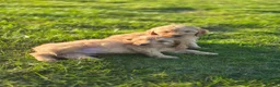Cockapoo dogs for sale: 6 excellent F1 cockapoo pups - Advert 6