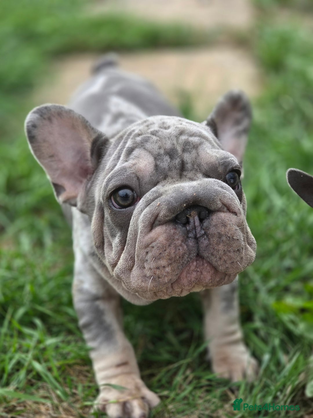 French Bulldog dogs for sale: Blue and tan merle french bulldogs - Image 2