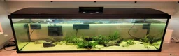 Axolotl reptiles for sale: Axolotls - 2 males and full tank set up in Kilmarnock - Advert 4