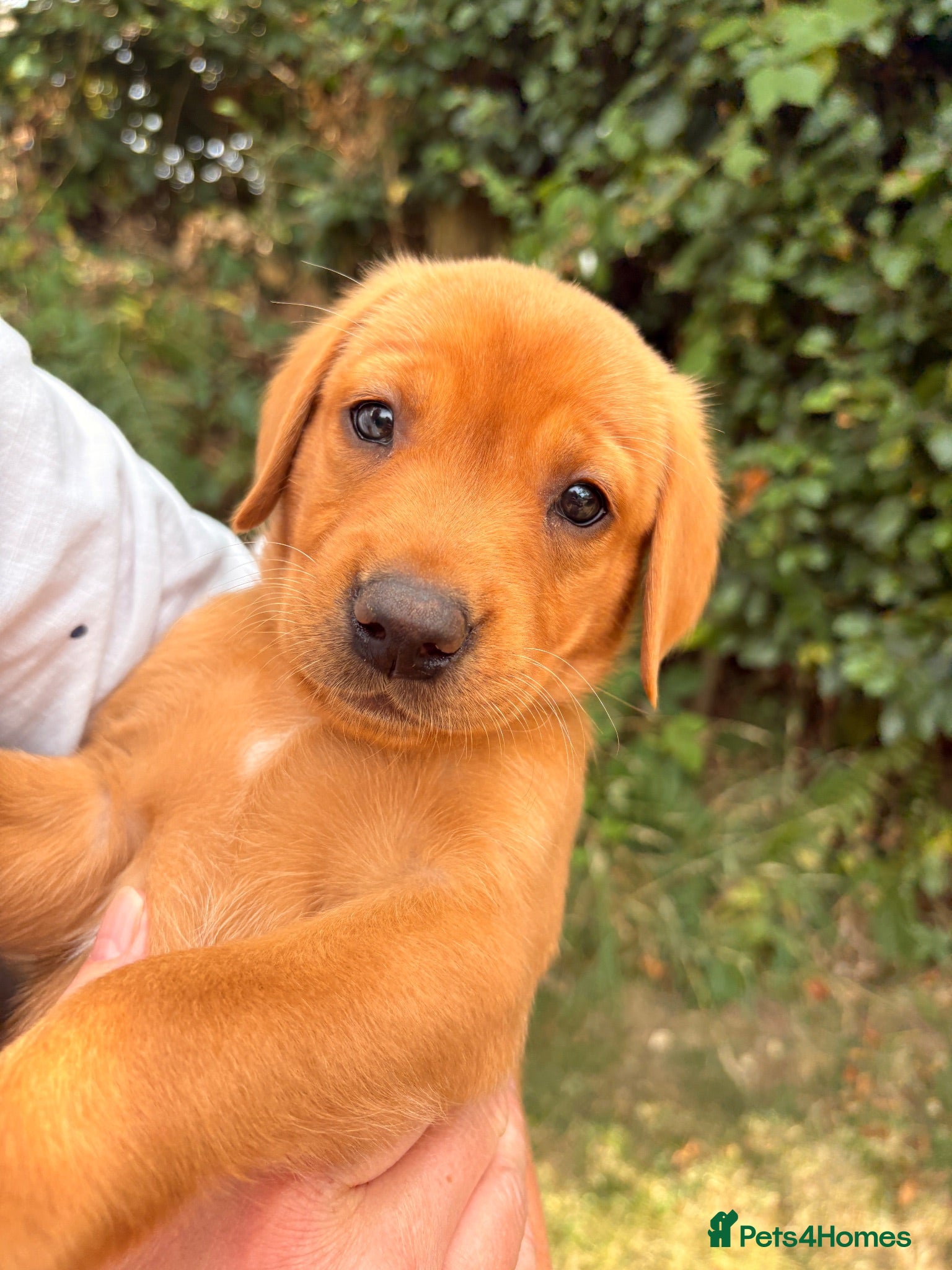 Labrador Retriever dogs Beautiful Pedigree Fox Red Labrador Puppies - Advert 2