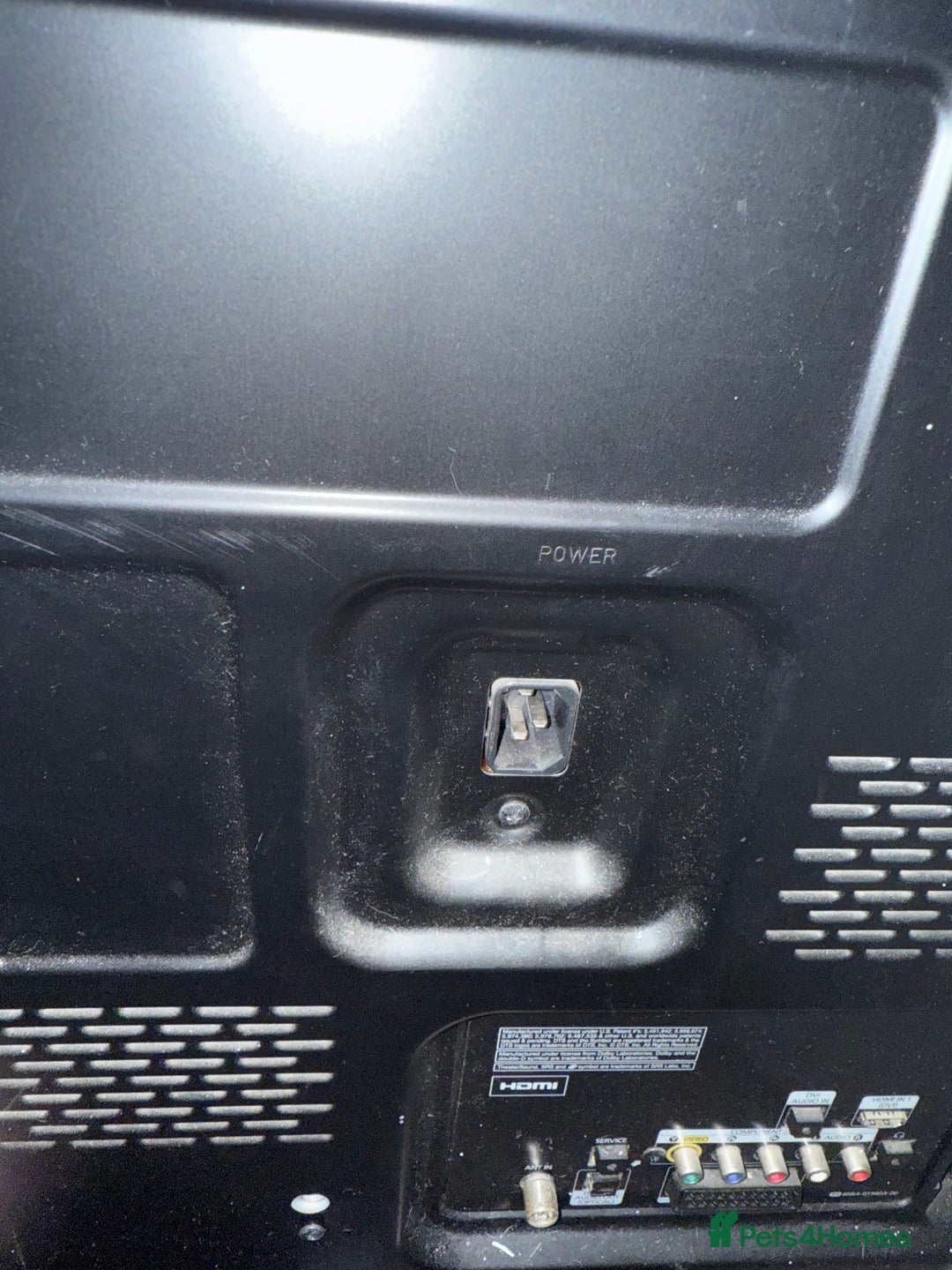 Mixed Breed cats for sale: Kittens  - Advert 8