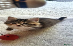 Mixed Breed cats for sale: Lovely kittens Looking for new Homes  - Image 10