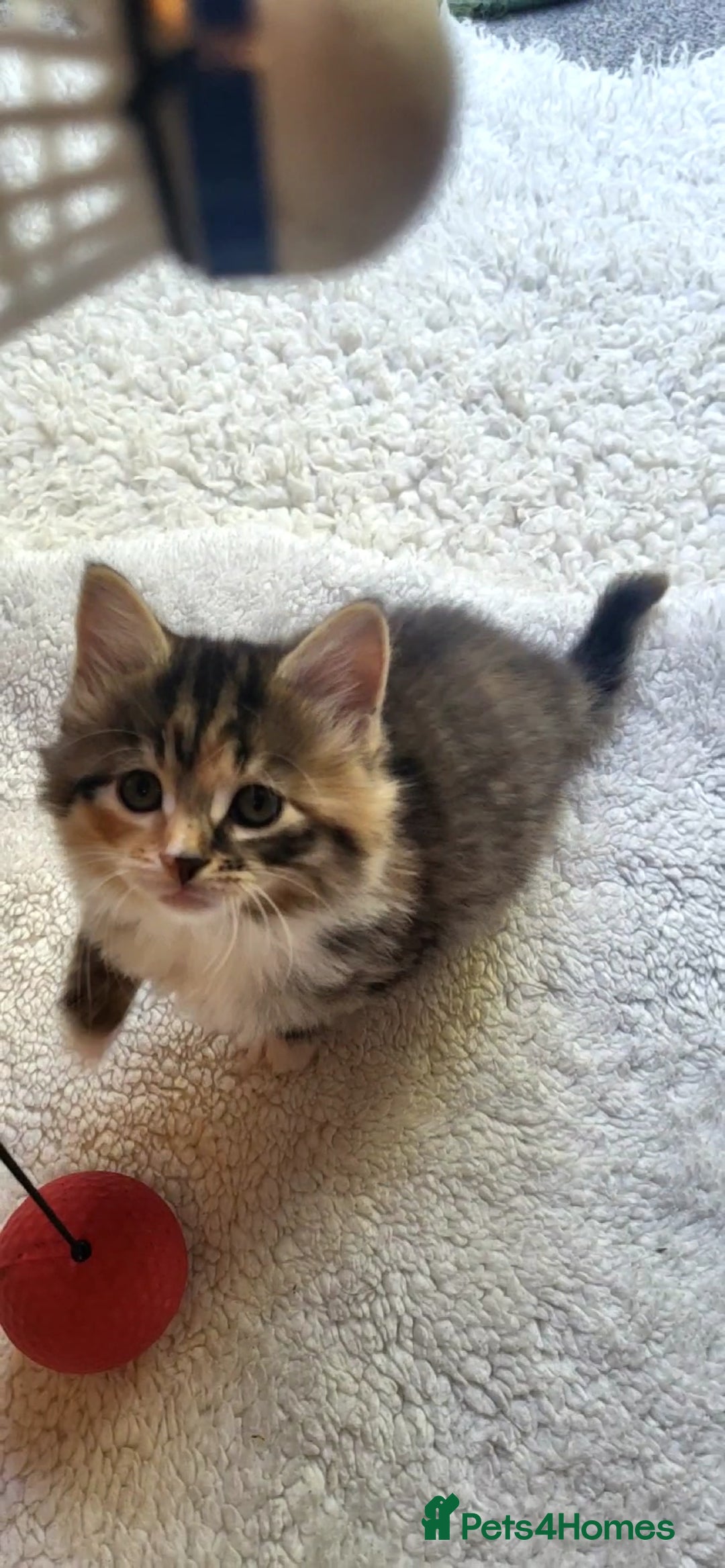 Mixed Breed cats for sale: Lovely kittens Looking for new Homes  - Image 10