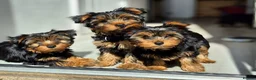 Yorkshire Terrier dogs for sale: 🐾 Beautiful Yorkshire Terrier Girls - Advert 20