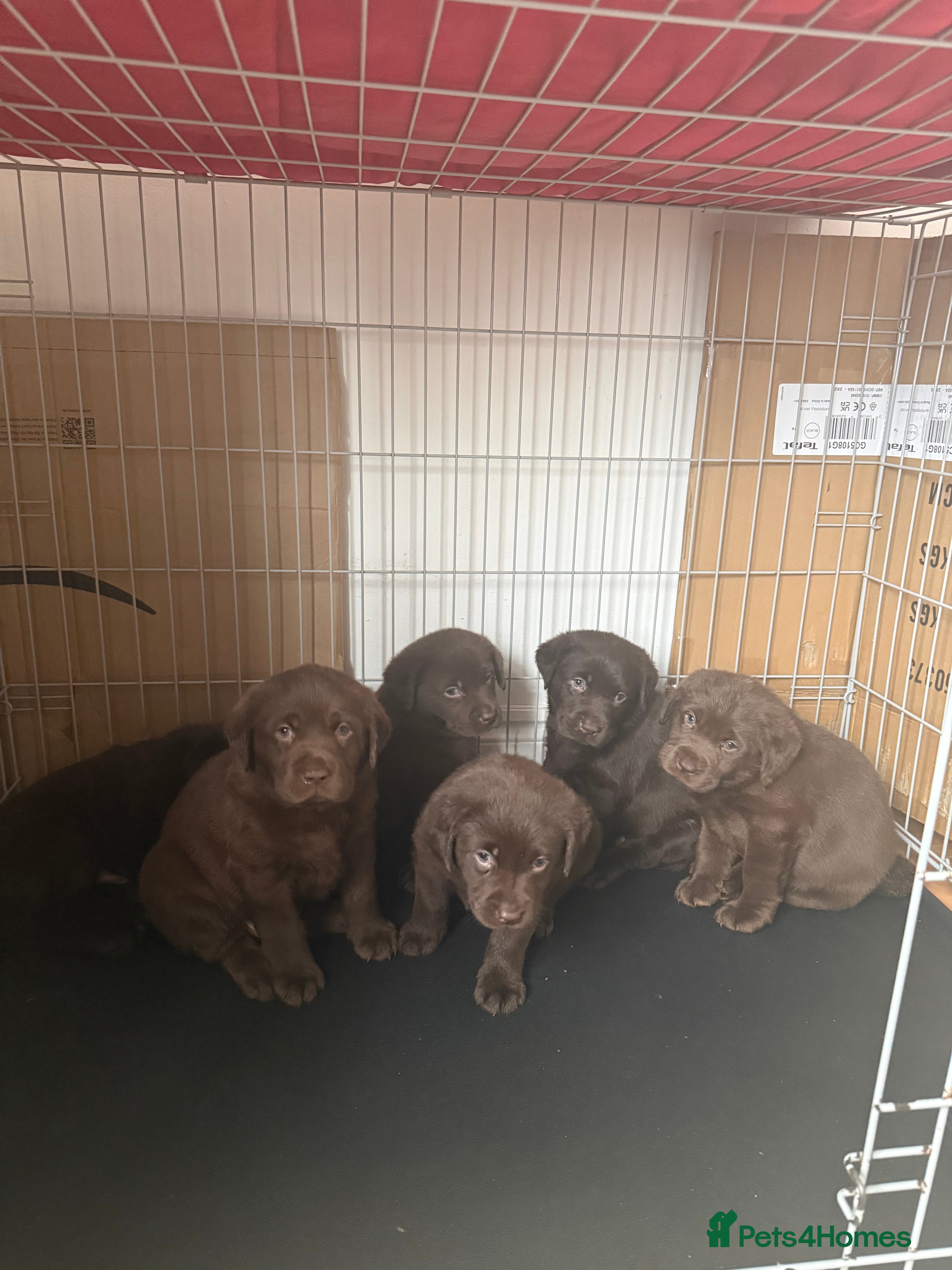 Labrador Retriever dogs KC Labrador for sale  - Advert 6