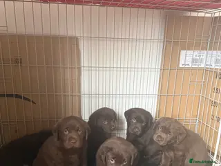 Labrador Retriever dogs KC Labrador for sale - Advert 6