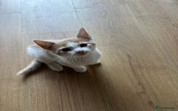 Mixed Breed cats for sale: 4 kittens ready for their new homes  - Image 6