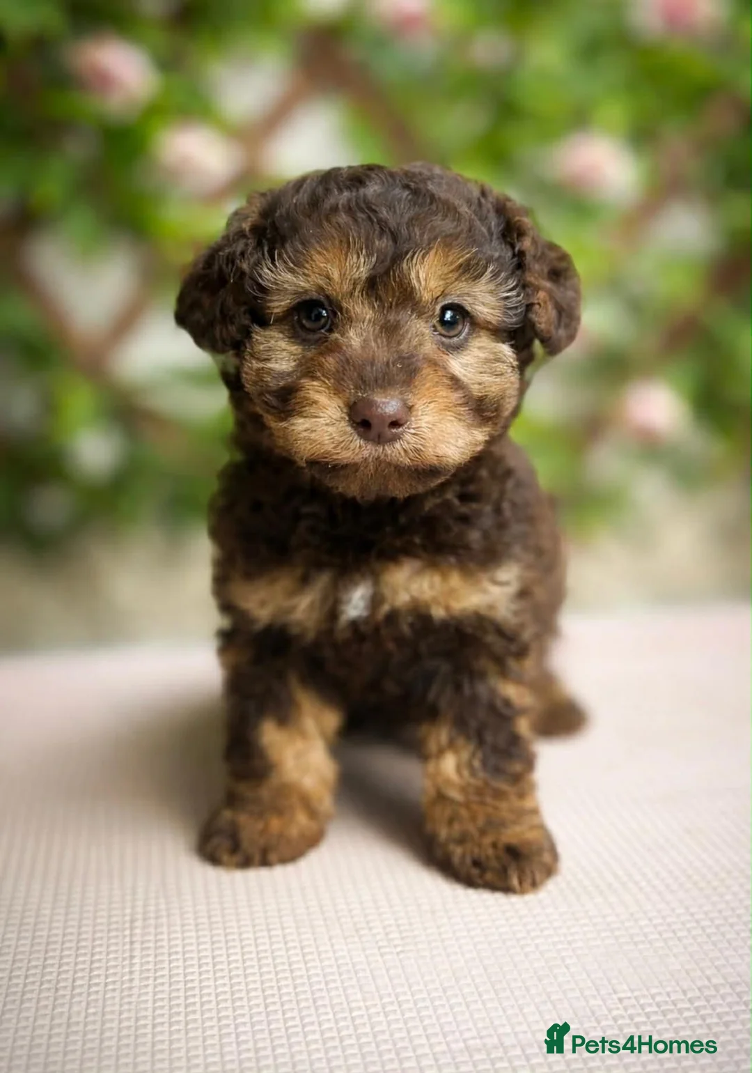 Jackapoo dogs for sale: Jackapoo  - Advert 4