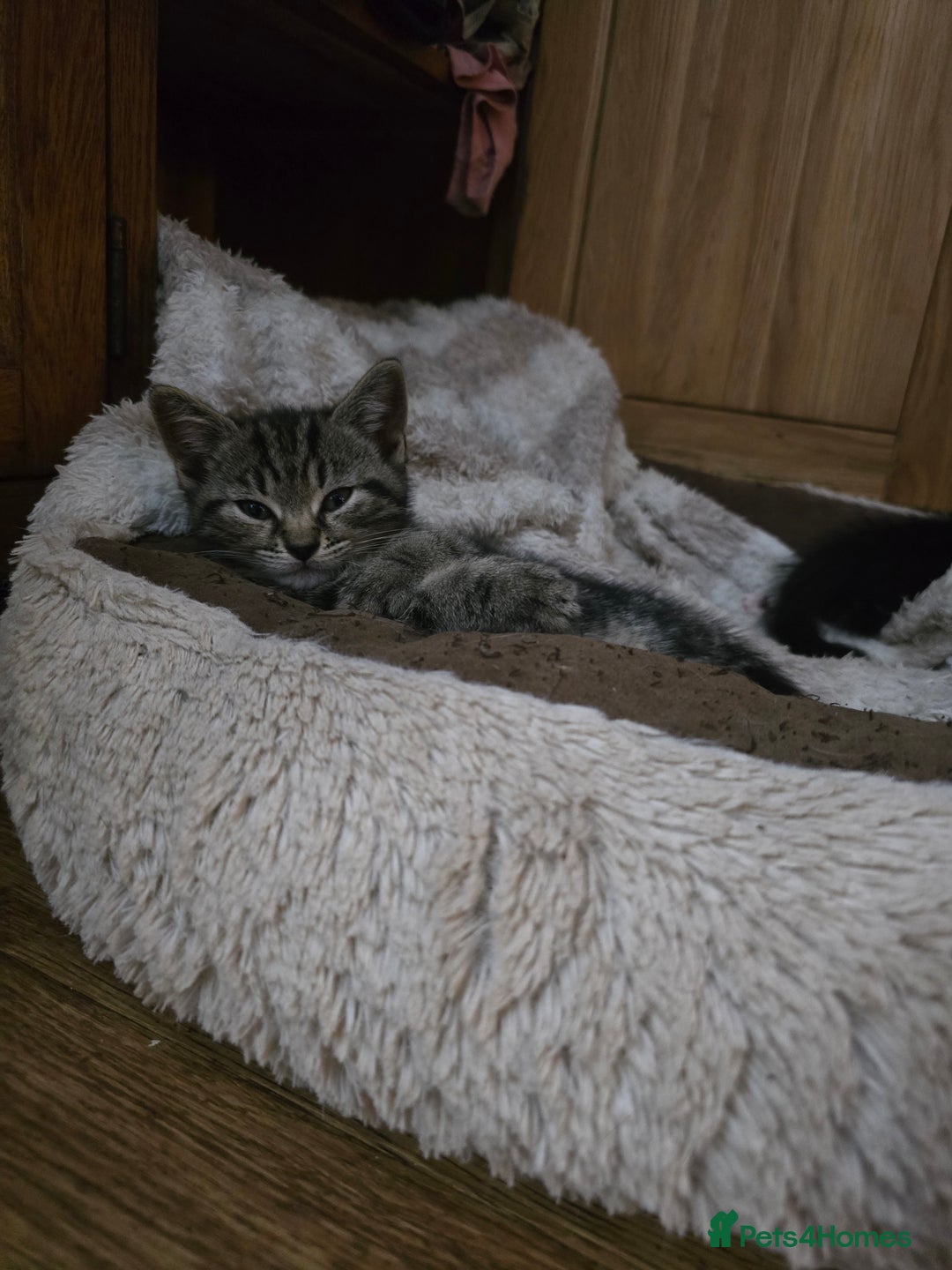 Mixed Breed cats for sale: Beautiful big bubbly kittens for sale  - Image 5