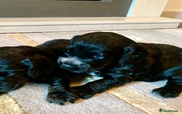 Cocker Spaniel dogs for sale: COCKER SPANIELS - Advert 3