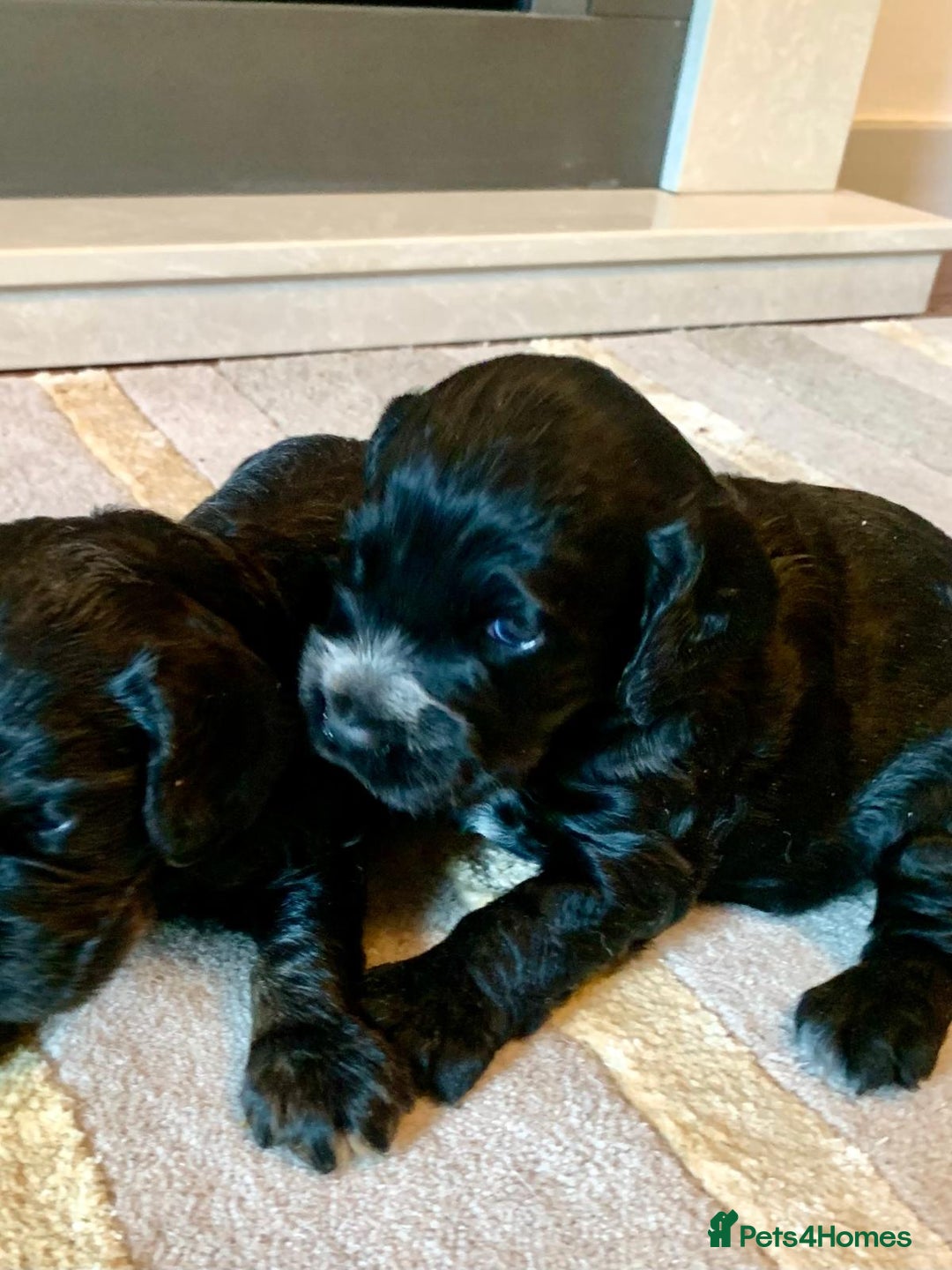 Cocker Spaniel dogs for sale: COCKER SPANIELS - Advert 3