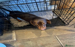 Miniature Dachshund dogs for sale: 2 Amazing Girls - Advert 2