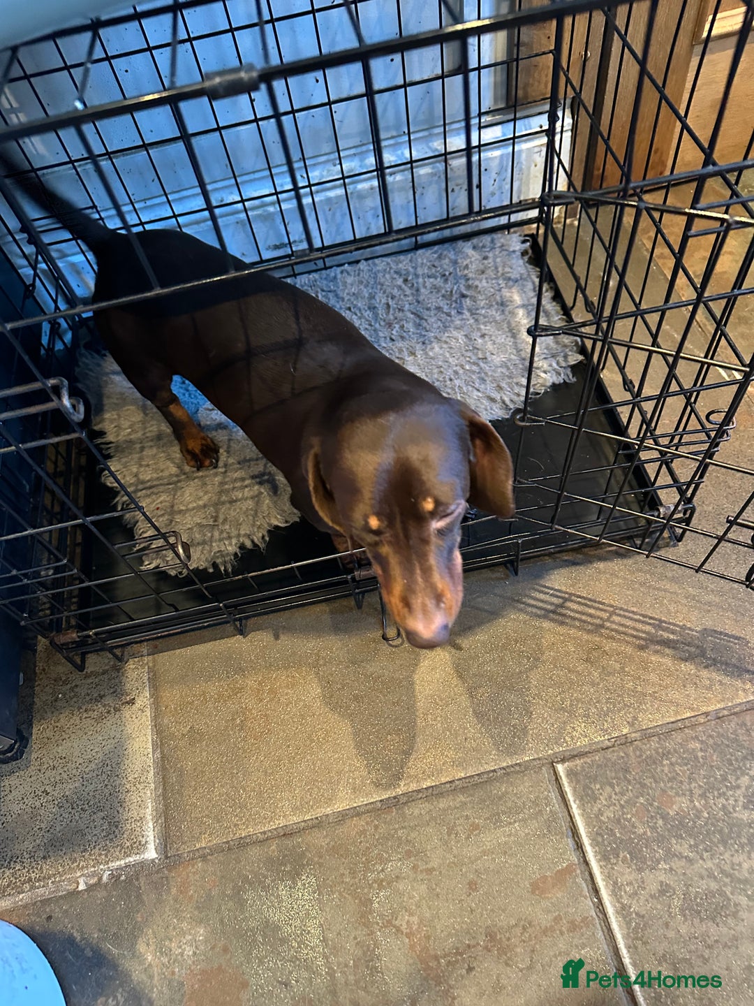 Miniature Dachshund dogs for sale: 2 Amazing Girls - Advert 2