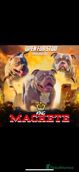 American Bully dogs Proven lilac tri abkc American pocket bully stud in Trowbridge - Advert 3