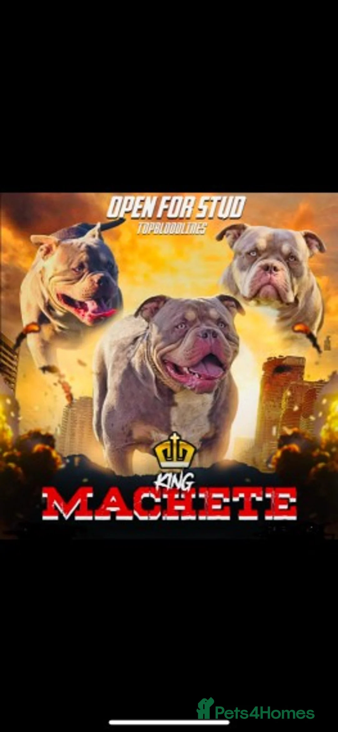 American Bully dogs for stud: Proven lilac tri abkc American pocket bully stud in Trowbridge - Advert 1