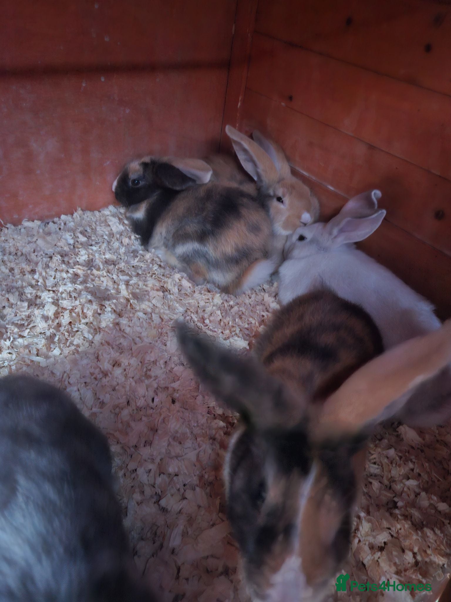 Mixed Breed rabbits Minilop x dutchrabbits  - Advert 17