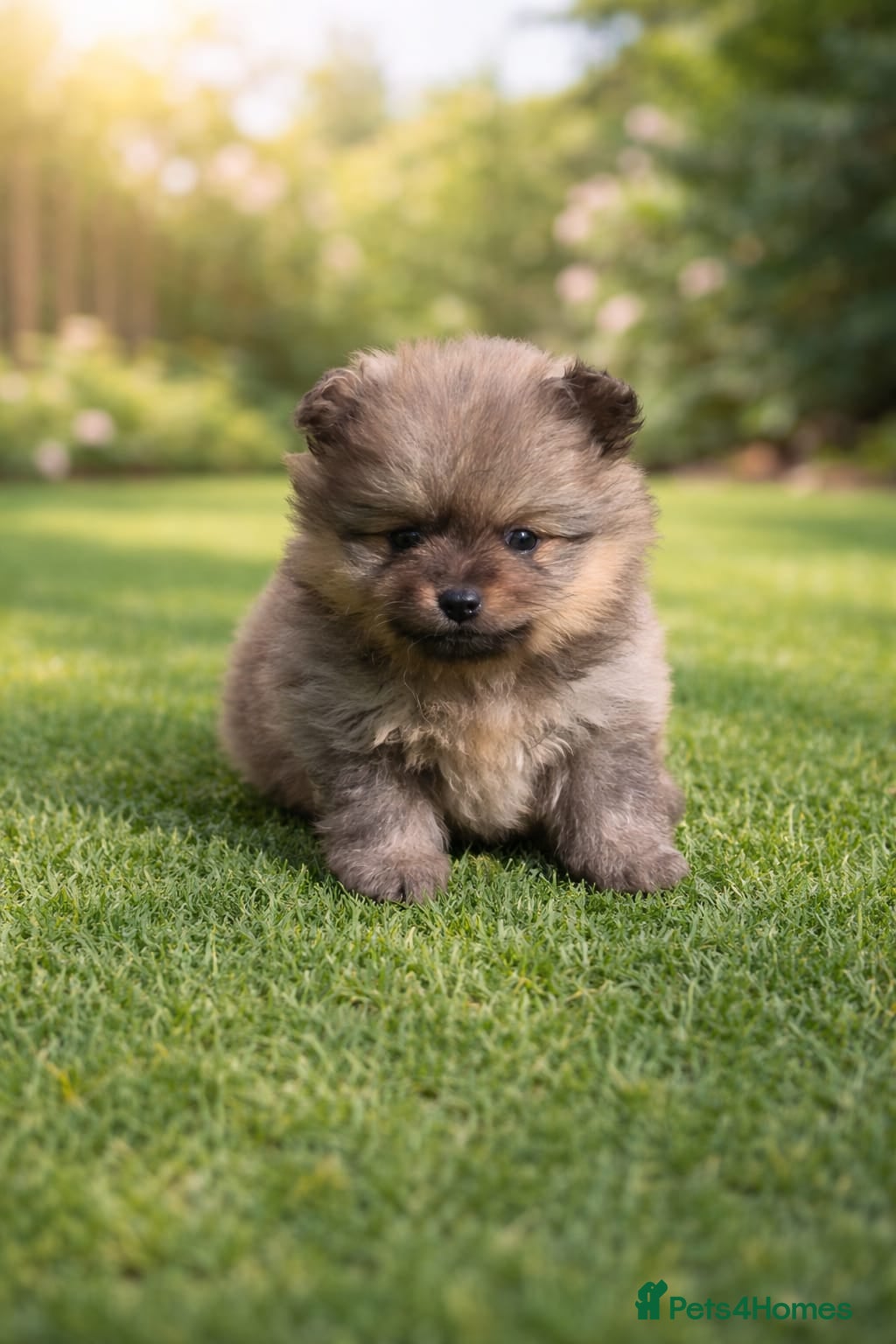 Pomeranian dogs Exceptional pomeranian puppies 🐶 - Advert 1