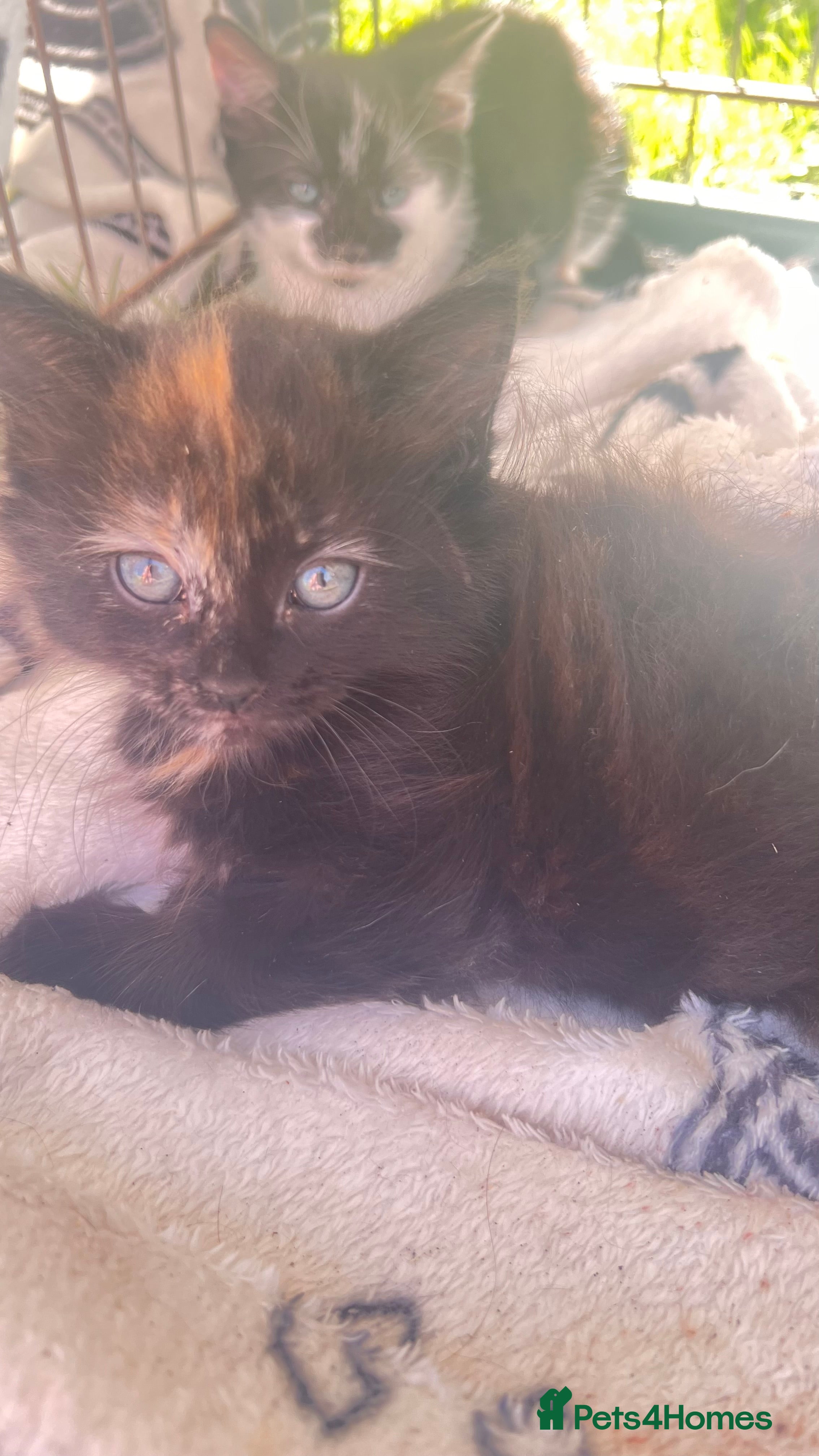 Mixed Breed cats Fluffy long haired male kitten available now - Advert 2