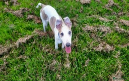 Whippet dogs for stud: Beautiful Whippet Dodger for STUD | Unproven - Image 16