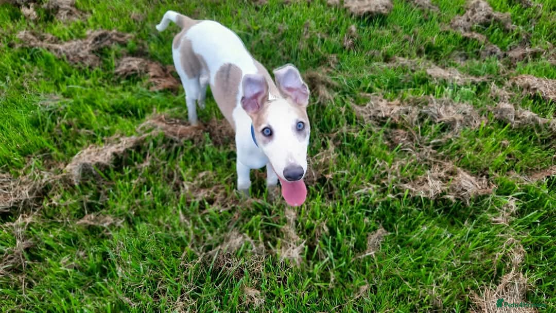 Whippet dogs for stud: Beautiful Whippet Dodger for STUD | Unproven - Image 16