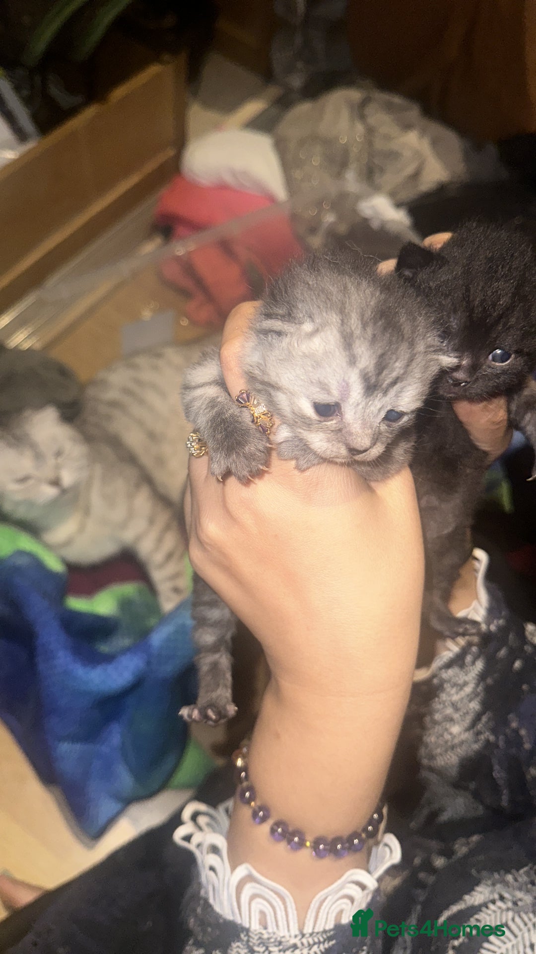 Scottish Fold cats for sale: Scottish fold beautiful kittens - Image 3