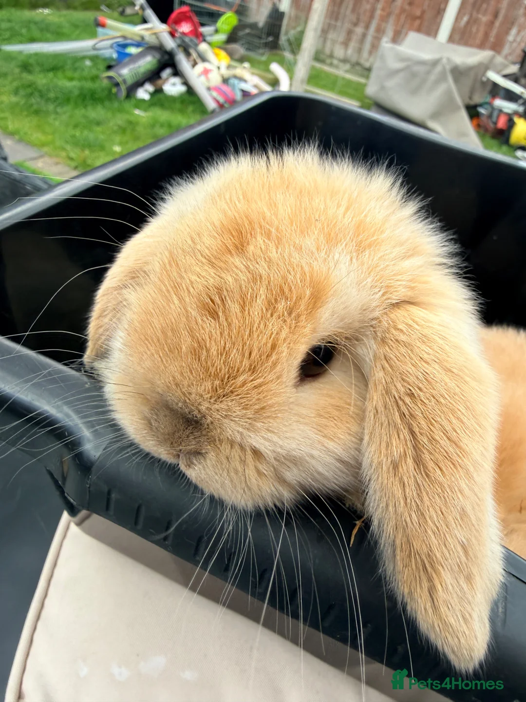 Mini Lop rabbits for sale: Two mini lop rabbits for sale  in Worksop - Advert 9