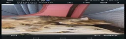 Maine Coon cats for sale: Maine coon kittens for sale - Advert 5