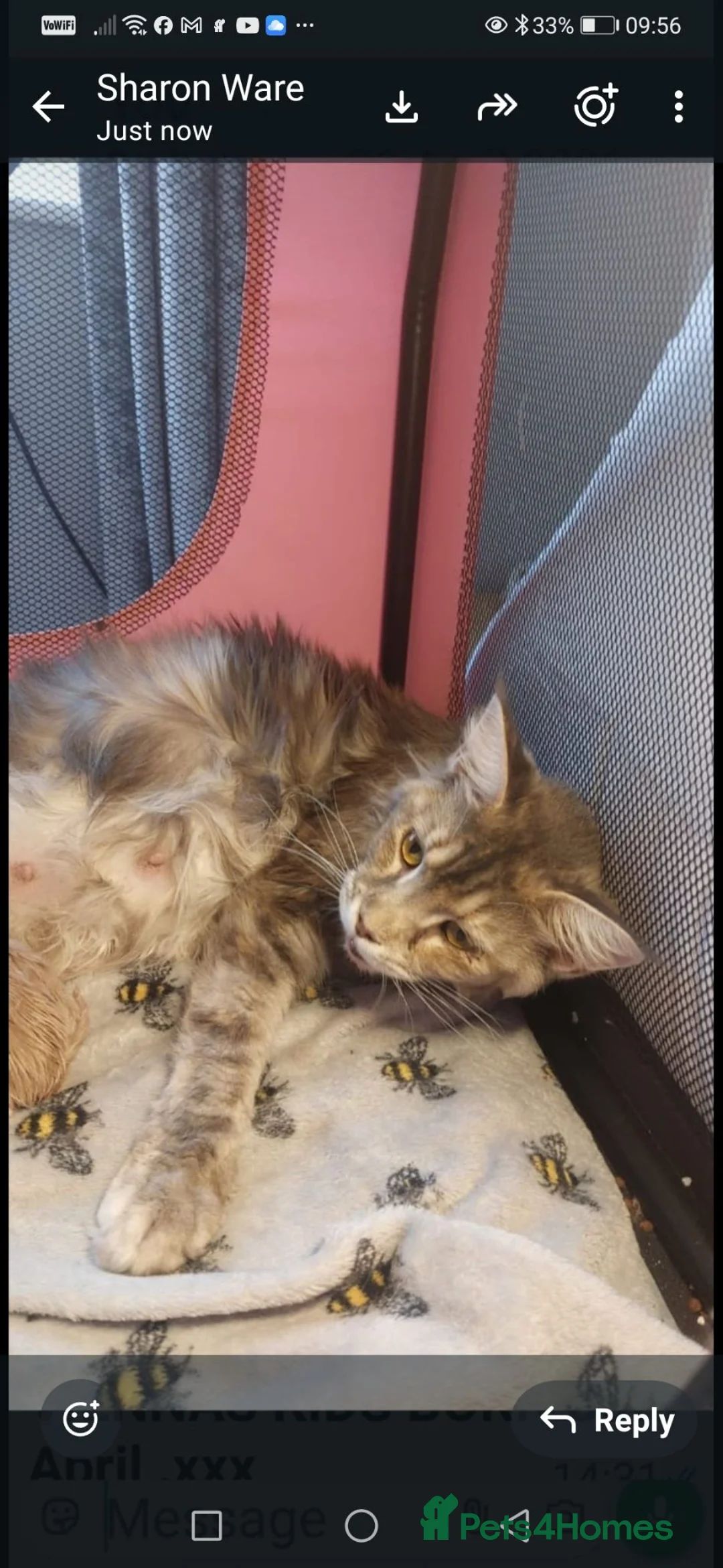 Maine Coon cats for sale: Maine coon kittens for sale - Advert 5