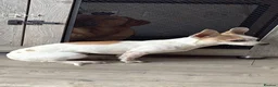 Mixed Breed dogs for sale: Chihuahua cross jack russel in Wednesbury - Advert 3
