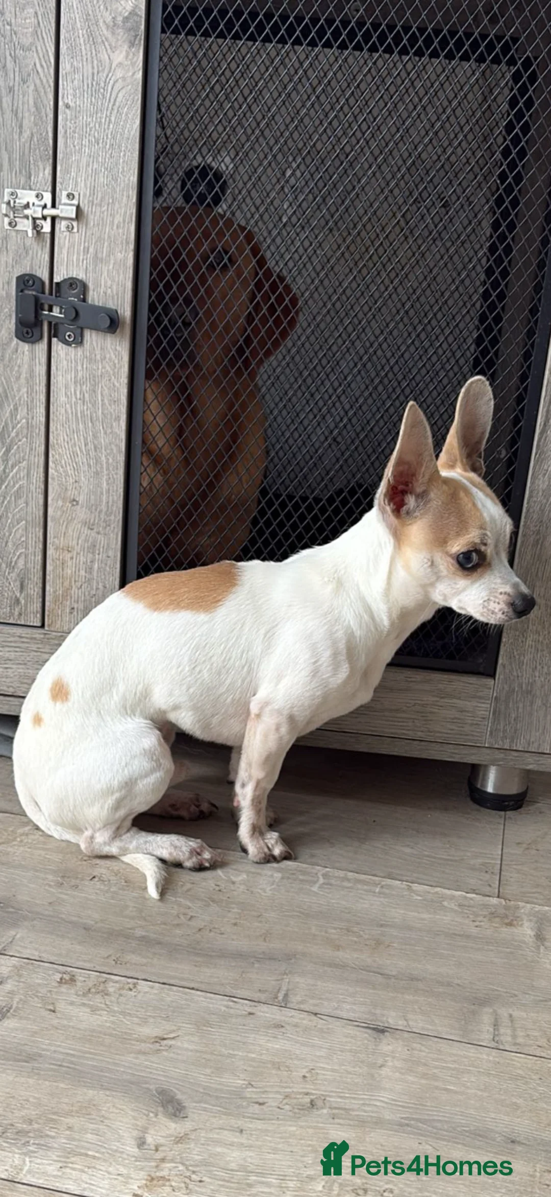Mixed Breed dogs for sale: Chihuahua cross jack russel in Wednesbury - Advert 3