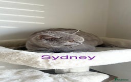 British Shorthair cats for sale: GCCF Registered British Shorthair Lilac Boy - Image 6