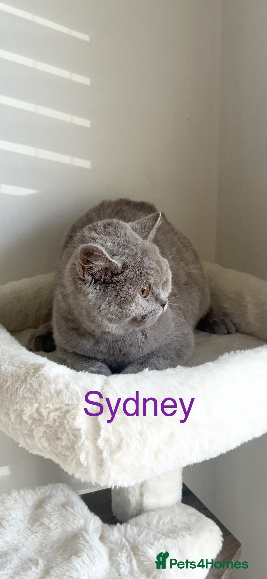 British Shorthair cats for sale: GCCF Registered British Shorthair Lilac Boy - Image 6