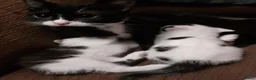 Mixed Breed cats for sale: 3 Beautiful Kittens For Sale in Sutton-in-Ashfield - Advert 2
