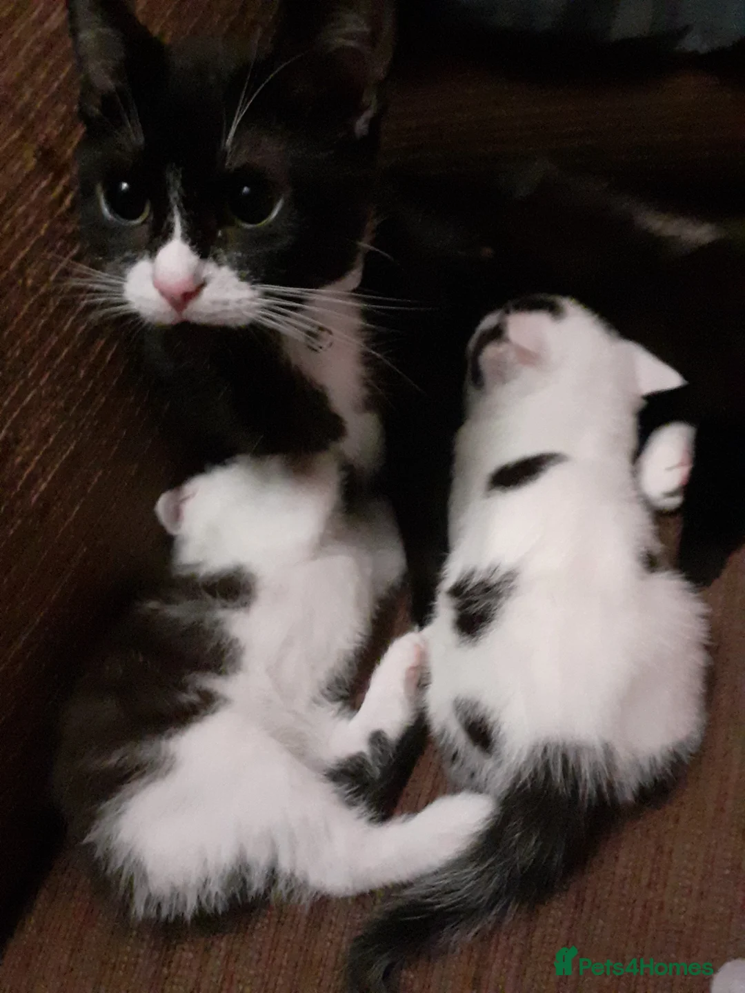 Mixed Breed cats for sale: 3 Beautiful Kittens For Sale in Sutton-in-Ashfield - Advert 2