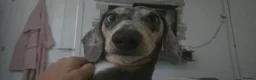 Dachshund dogs for stud: Sausage for stud! - Advert 4