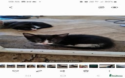 British Shorthair cats for sale: Black and white kitten and tabby - Image 4