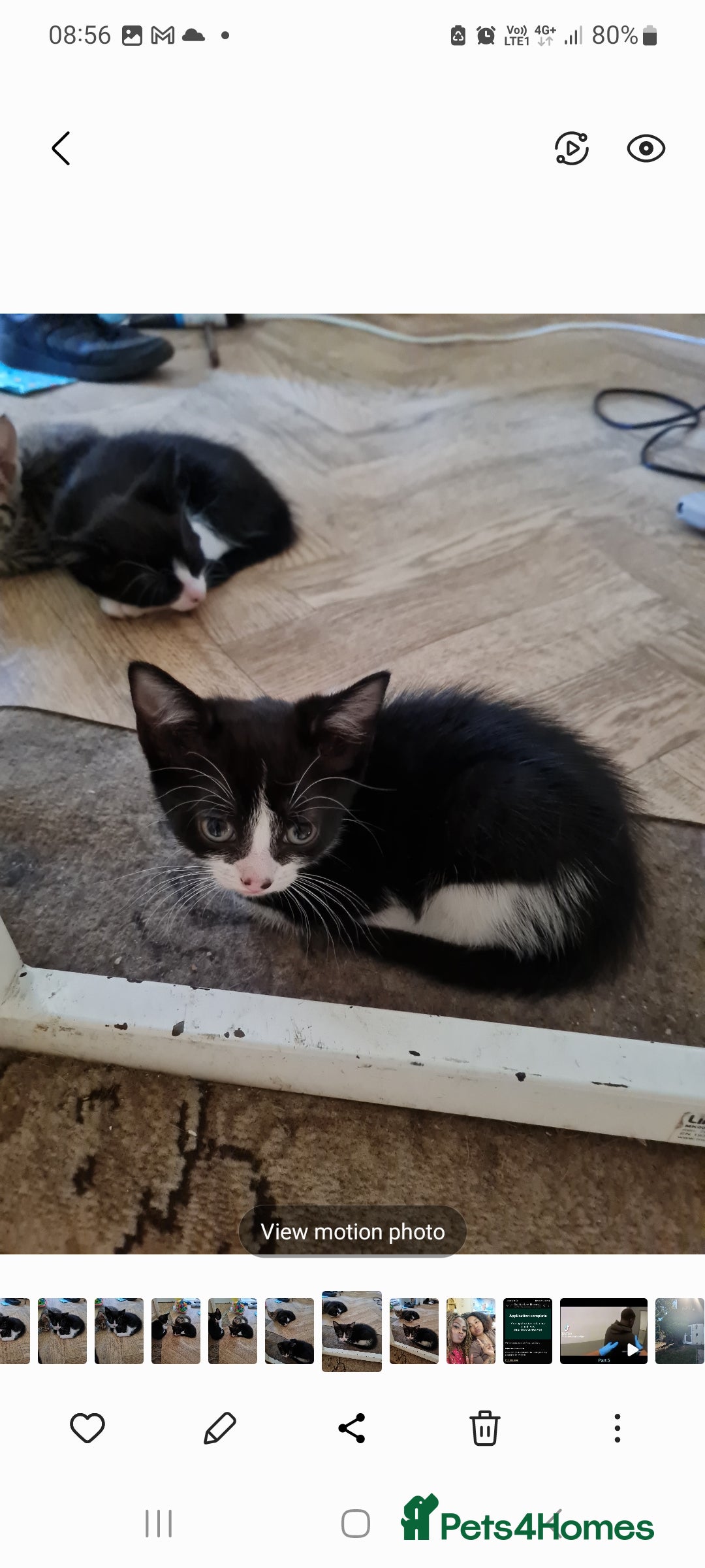 British Shorthair cats for sale: Black and white kitten and tabby - Image 4