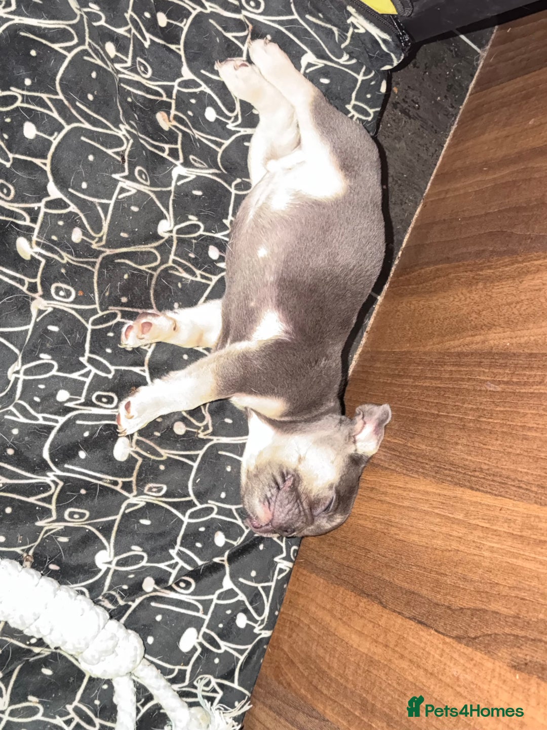 French Bulldog dogs for sale: French bulldog puppies  - Advert 33