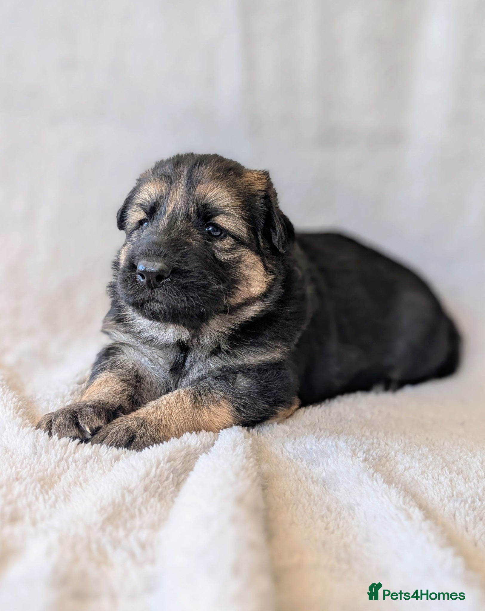 German Shepherd dogs KC Registered German Shepherd Puppies 🐾  - Advert 6