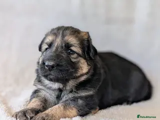 German Shepherd dogs KC Registered German Shepherd Puppies 🐾 - Advert 1