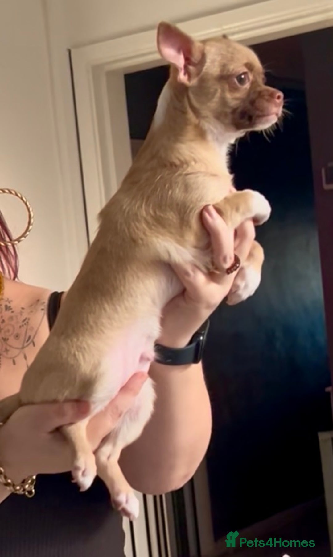 Chihuahua dogs for sale: Chihuahua 2 boys pups - Image 11