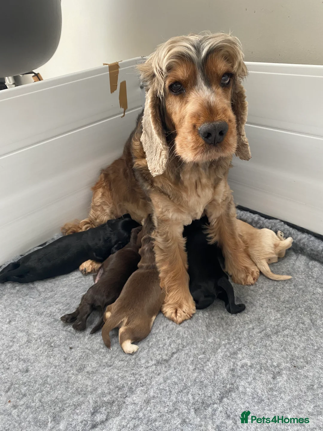Cocker Spaniel dogs for sale: KC Show Cocker Spaniel puppies 🐶❤️ in Chester - Advert 12