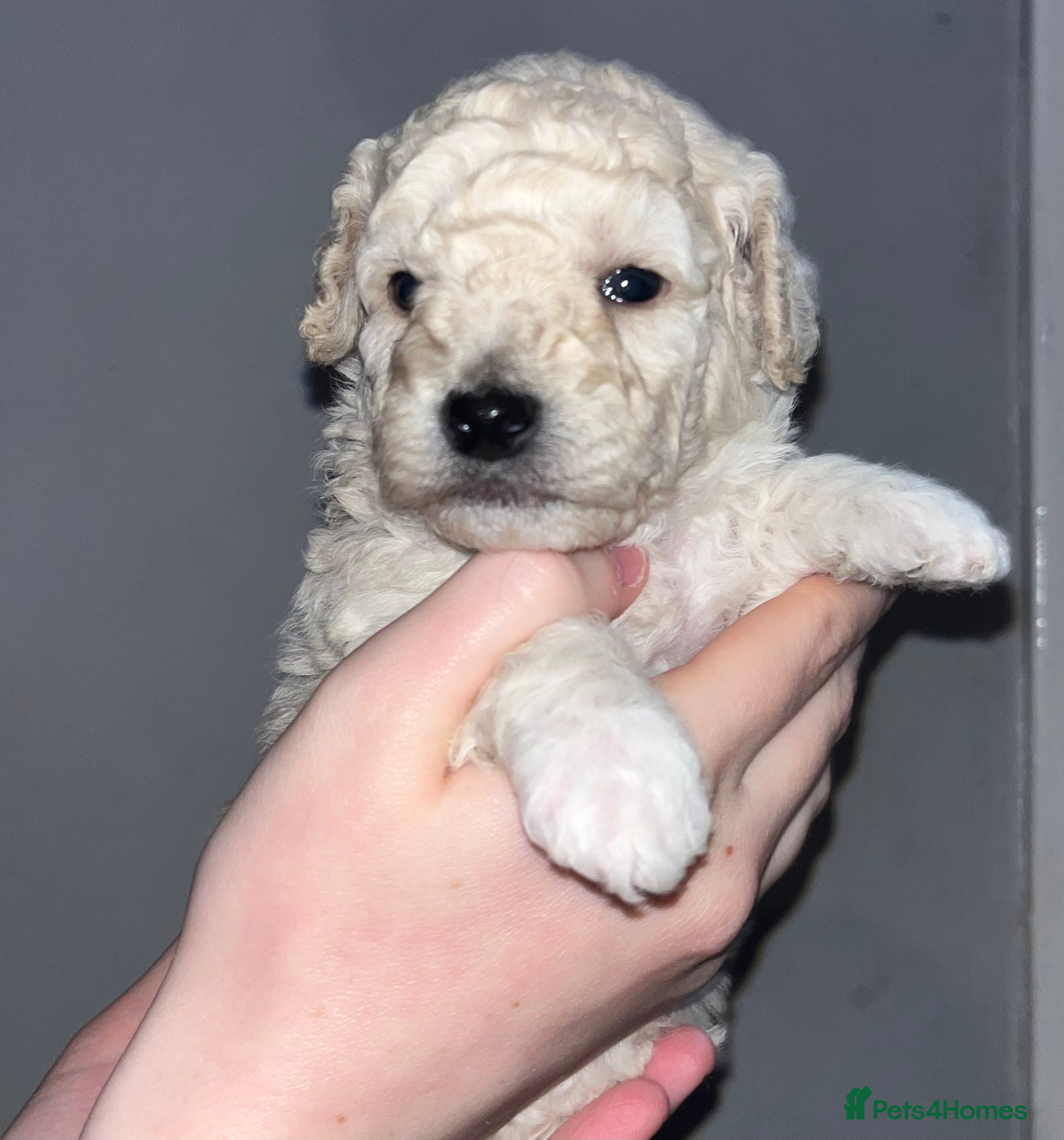 Mixed Breed dogs Cavapoochon puppies - Advert 3