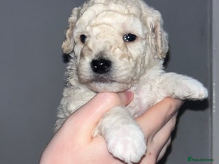 Mixed Breed dogs Cavapoochon puppies - Advert 3