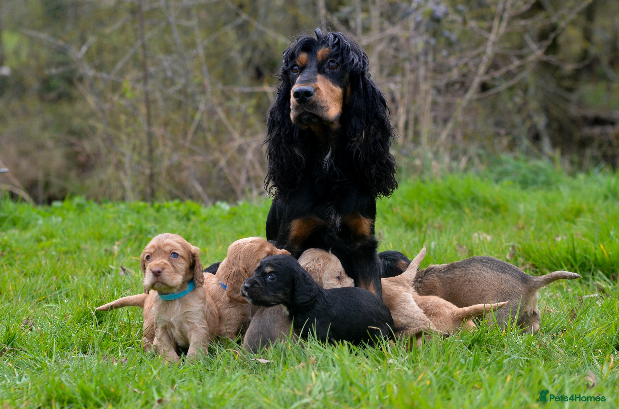 Cocker Spaniel dogs Stunning Cocker Spaniel Puppies  - Advert 4
