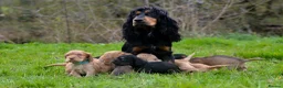 Cocker Spaniel dogs for sale: Stunning Cocker Spaniel Puppies  - Advert 1