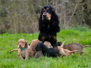 Cocker Spaniel dogs Stunning Cocker Spaniel Puppies - Advert 5